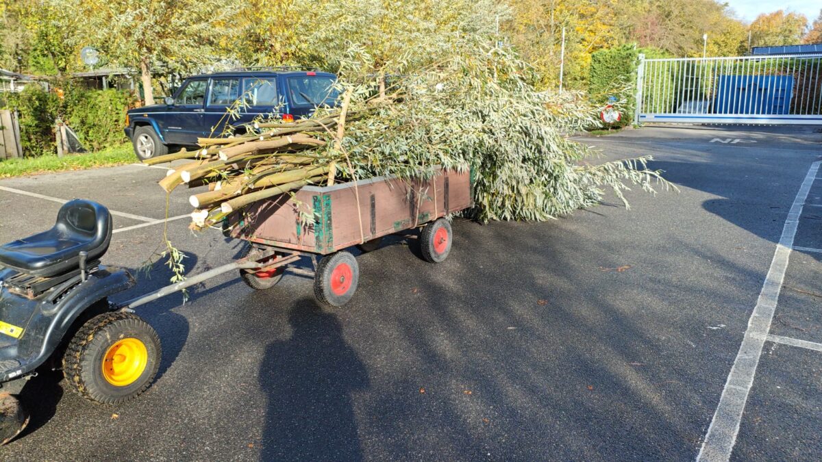 Knotwilgen voor Diergaarde Blijdorp